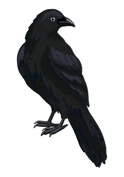 Vector illustration of Standing crow clipart isolated on white. Cartoon style drawing of black raven wild bird. Halloween creepy fauna modern vector illustration.