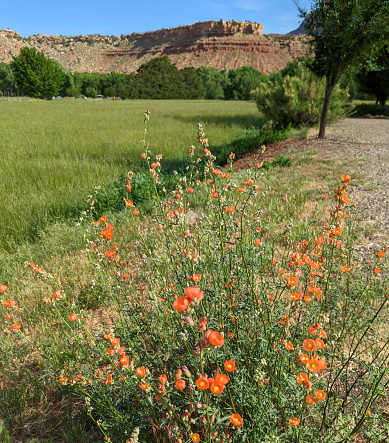 Penstemon in bloom in spring along pasture fence in Rockville Utah 2023