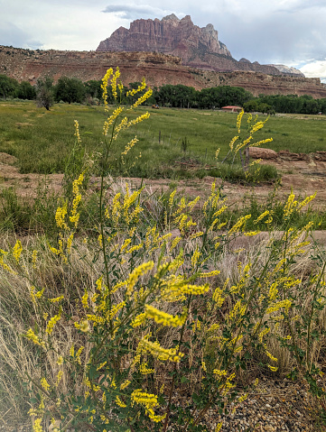 Spring weeds in bloom along pasture in Rockville Utah 2023