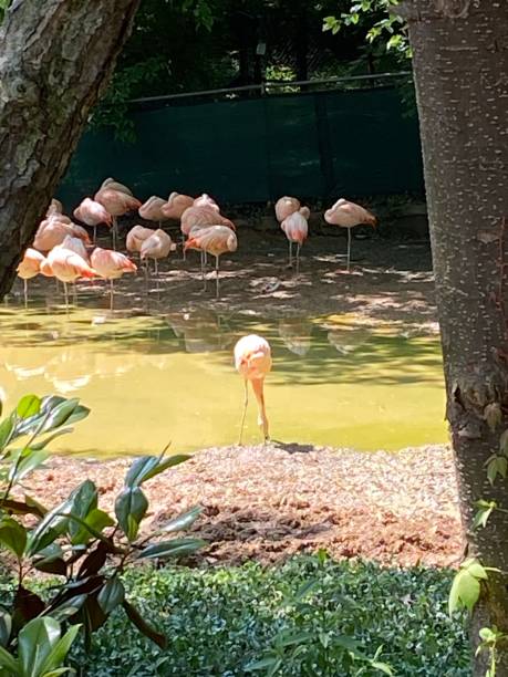 istock Pink flamingos 1492725435