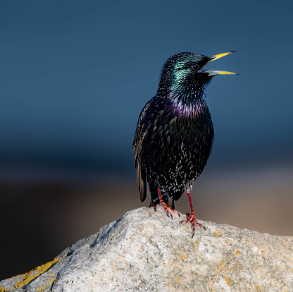 A Starling in the Sunshine