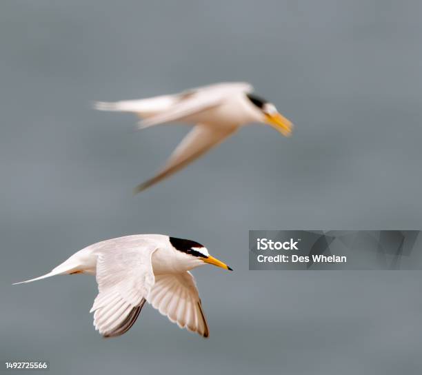 Little Terns In Flight Stock Photo - Download Image Now - Adolescence, Animal, Animal Body Part