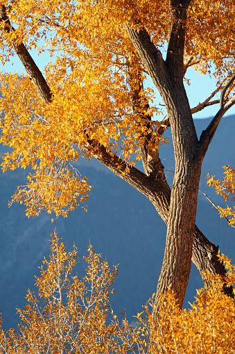 Cottonwood Tree in fall colors.