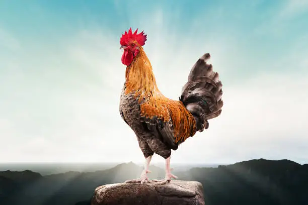 Photo of brown rooster perched