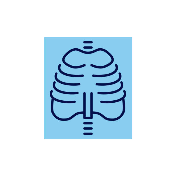 X-ray related vector icon. X-ray related vector line icon. Rib. Isolated on white background. Vector illustration. Editable stroke clip art of rib cage stock illustrations