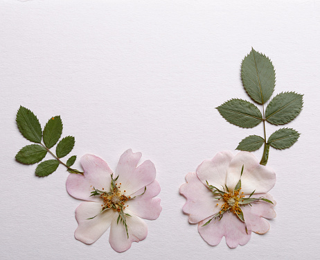 Close up shot of Cabbage roses.