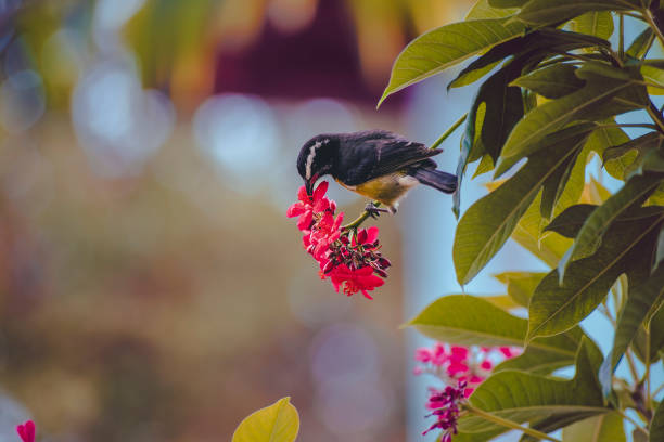 istock Bananaquit feeding on flowers 1492729571
