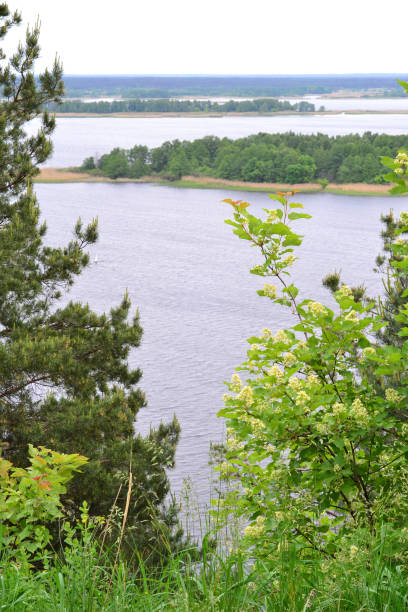 istock a beautiful view through the trees to the Christmas trees on the Dnipro River 1492732031
