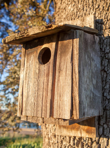 Old wooden nest box attached to holm oak trunk. Sunrise light