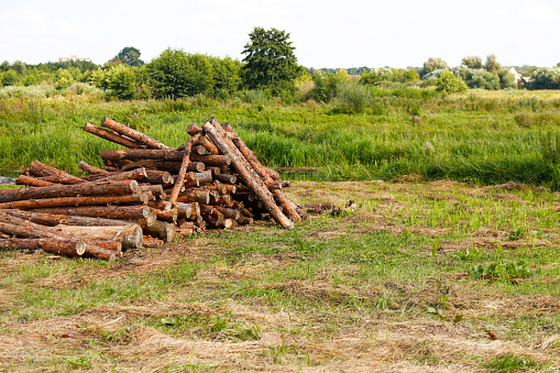 Pile firewood. Dry wood for bonfire in green grass meadow. Camping season. Stack wood log bonfire, cartoon sticks branches timber forest tree for burning fire, bundle dry brushwood