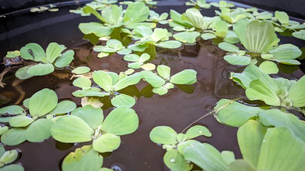 апу-апу или коряги. pistia stratiotes является одним из многофункциональных водных растений. помимо того, что бабочка является декоративным водным  - water lettuce plant water plant water стоковые фото и изображения