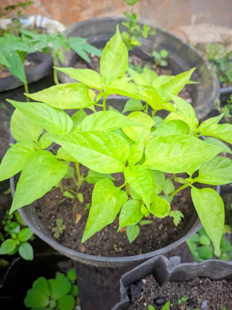 istock small plants planted in flower pots have started to grow 1492737199