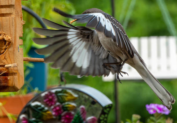 istock Northern Mockingbird on the way to the bird feeder 1492738582