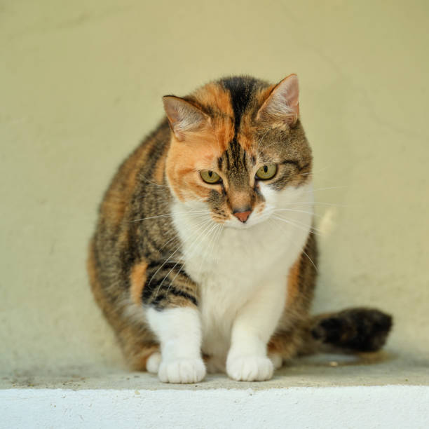 istock Beautiful young, cross-breed house cat 1492739405