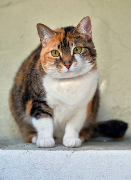 istock Beautiful young, cross-breed house cat 1492739471