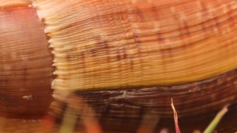 giant snail on the grass