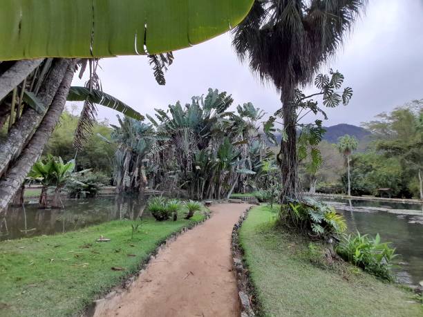 istock View of botanical garden in rio de Janeiro 1492740864