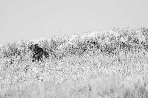 襟付きのメスのハイイログマがそよ風で嗅ぐ - montana mountain lupine meadow ストックフォトと画像