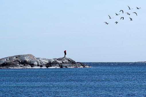 Low angle view of birds flying over sea against clear sky