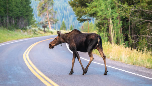 istock Female Moose Crosses Curve In Road 1492742725
