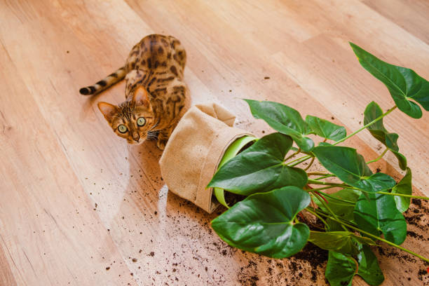 好奇心旺盛なベンガル猫と装飾的な植物と壊れた鍋。国内のベンガル猫の品種は落として植木鉢を壊し、有罪に見えます。猫は花を壊した。ペットによる被害のコンセプト。平面図。 - dirtying ストックフォトと画像