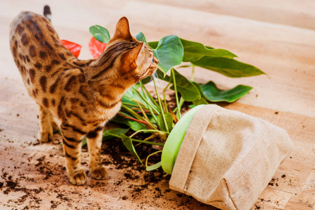 好奇心旺盛なベンガル猫と装飾的な植物と壊れた鍋。国内のベンガル猫の品種は落として植木鉢を壊し、有罪に見えます。猫は花を壊した。ペットによる被害のコンセプト。平面図。 - dirtying ストックフォトと画像