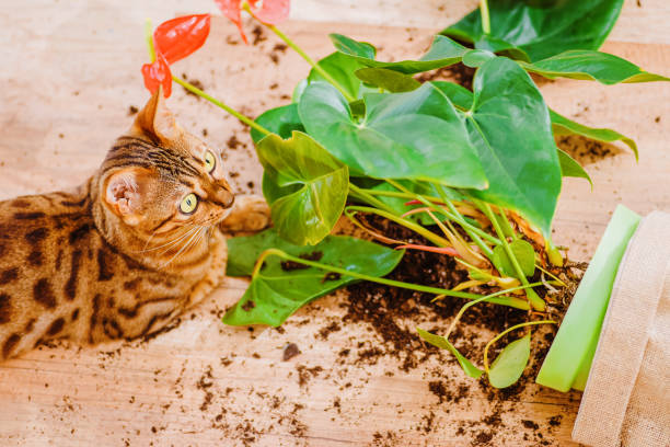 ペットによる被害のコンセプト。猫ベンガルは室内の花を壊した。飼い猫の品種ベンガルは植木鉢を落として壊し、有罪に見えます。好奇心旺盛な猫と装飾的な植物と壊れた鍋。選択フォー� - dirtying ストックフォトと画像