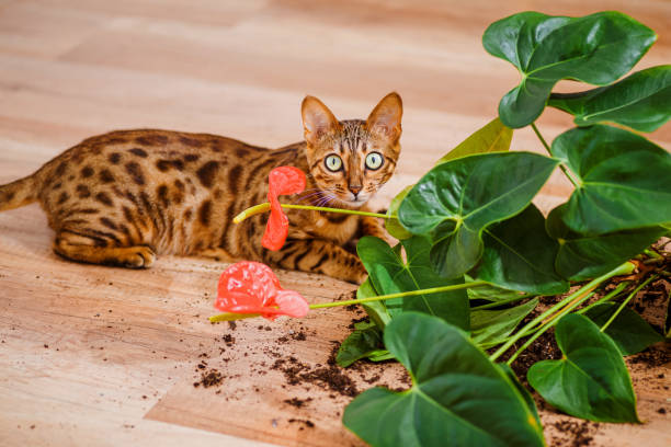 ペットによる被害のコンセプト。猫ベンガルは室内の花を壊した。飼い猫の品種ベンガルは植木鉢を落として壊し、有罪に見えます。好奇心旺盛な猫と装飾的な植物と壊れた鍋。選択フォー� - dirtying ストックフォトと画像