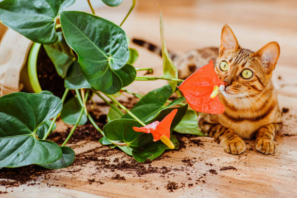 飼い猫の品種ベンガルは植木鉢を落として壊し、有罪に見えます。猫ベンガルは室内の花を壊した。ペットによる被害。好奇心旺盛なベンガル猫と装飾的な植物と壊れた鍋。選択フォーカス� - dirtying ストックフォトと画像