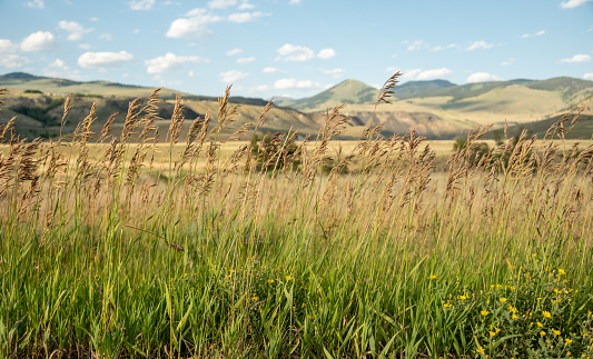 Line of Tall Grasses Stand At Attention Along The Gardiner Entrance Road In Yellowstone National Park