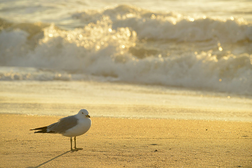 Seagull standing on the beach in Ocean City Maryland in the bright golden early morning sun.