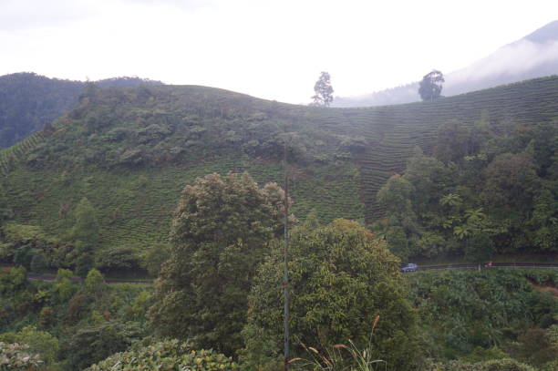 istock Natural scenery in a tea garden 1492749223