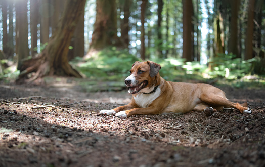Cute puppy dog taking a break and cooling off stretched out on soil. Female Harrier mix dog. Selective focus. North Vancouver, BC, Canada