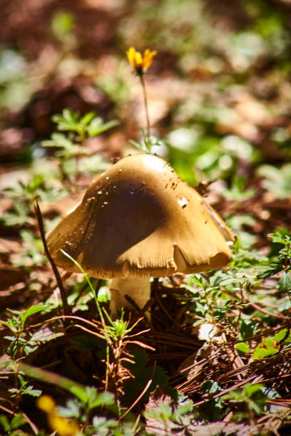 Golden mushroom amanita palloides in mexiquillo durango forest Hongo dorado amanita palloides en bosque de mexiquillo durango, agujero en la capa del hongo, hongo tóxico mortal amanita phalloides stock pictures, royalty-free photos & images