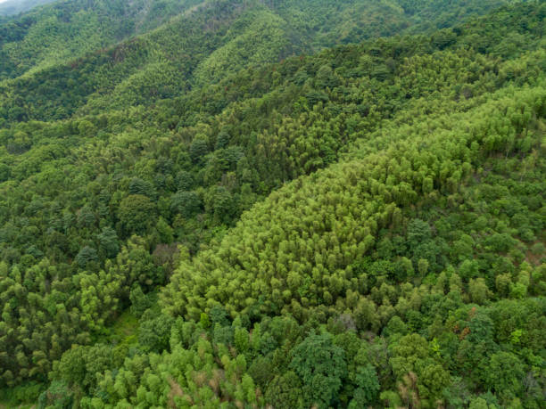 Free Stock Photo of Majestic Mountain Overlooking Lush Green Forest ...