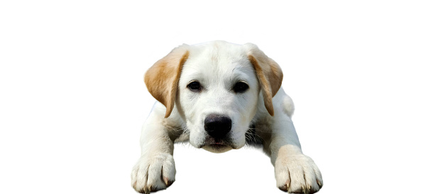 A white Labrador puppy sitting on the ground. Isolated on transparent background.