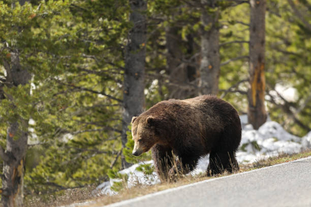 istock Roadside grizzly bear in Yellowstone National Park 1492753875