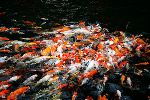 A frenzied shoal of Koi carp in a pond