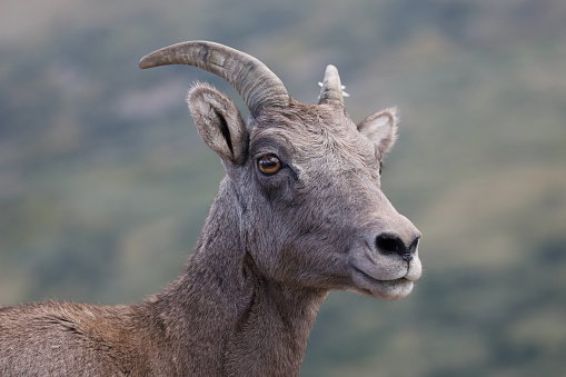 Big Horn ram sheep close up, near Pikes Peak climbing high on a rock outcrop in the Garden of the Gods with massive sandstone rock formation in background in Colorado Springs, Colorado USA of North America.