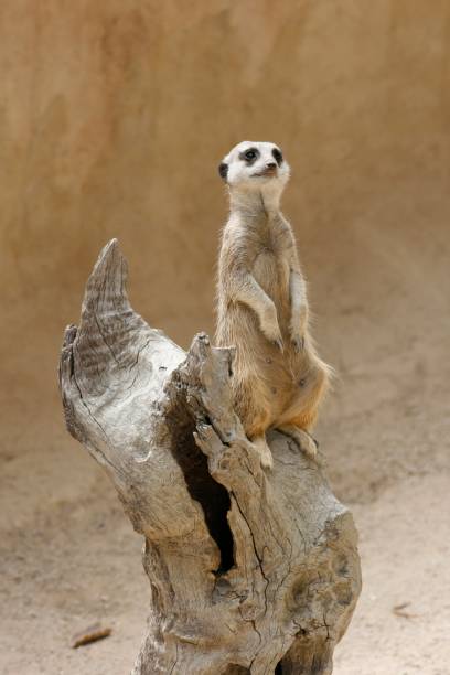 istock Meerkat, suricata suricata 1492754235