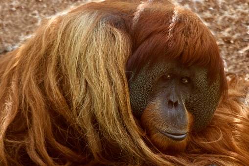 orangutan mother with child in nature