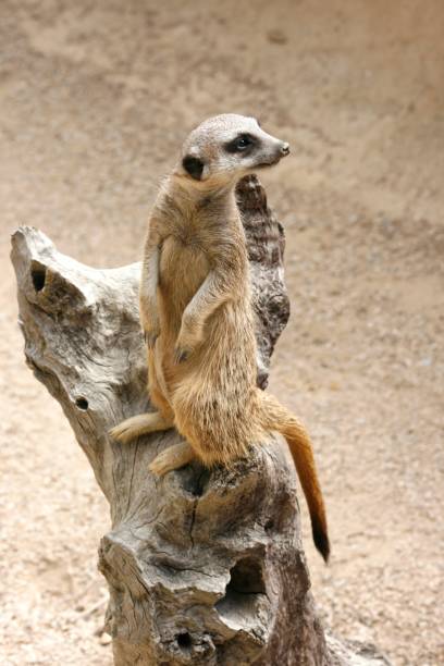 istock Meerkat, suricata suricata 1492754258
