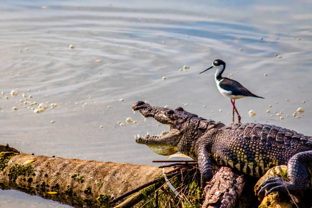 sumpfkrokodil und schwarzhalsstelzenläufer in laguna del carpintero in tampico, tamaulipas - himantopus himantopus mexicanus stock-fotos und bilder