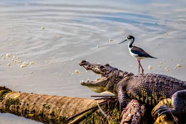 Cocodrilo de pantano junto a cigüeñuela de cuello negro en laguna del carpintero en Tampico tamaulipas, ave y reptil conviviendo, laguna de fondo