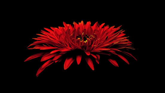 Close up petal of red Chrysanthemum flower on black background