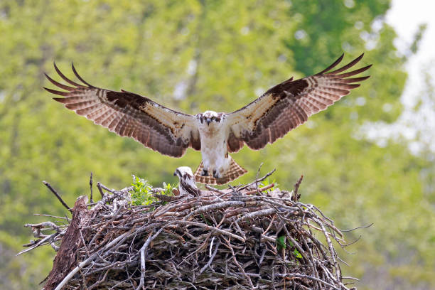 istock Osprey landing to the nest, Quebec, Canada 1492756494