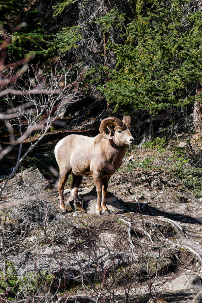 istock Bighorn Sheep Seen at Jasper National Park (Alberta) 1492757217