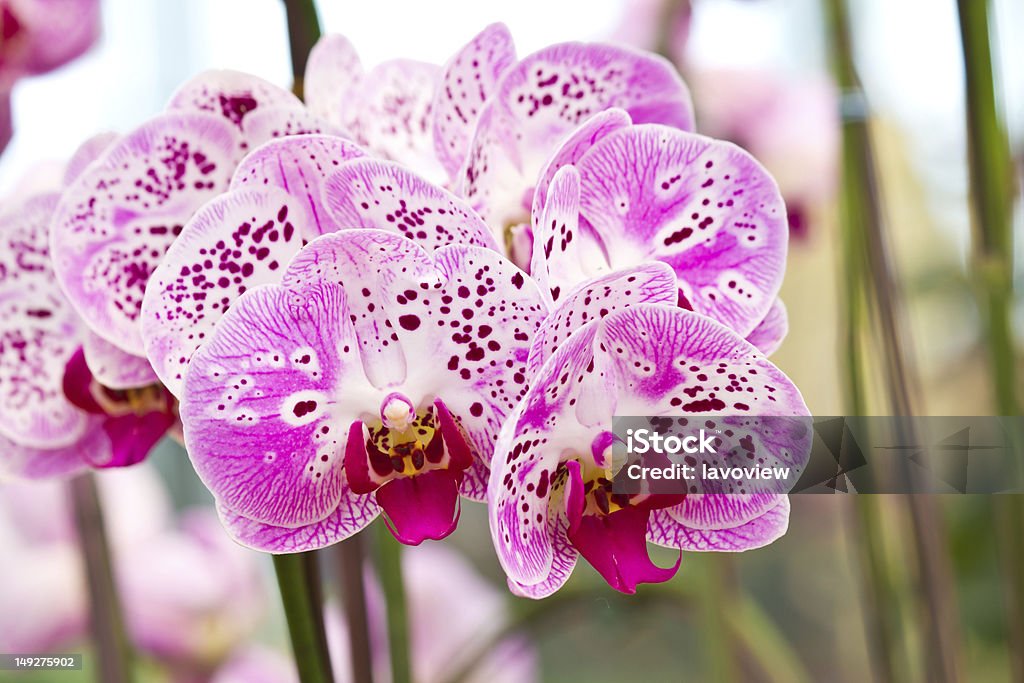 Roxo orquídeas borboleta do Phalaenopsis genus - Foto de stock de Agricultura royalty-free