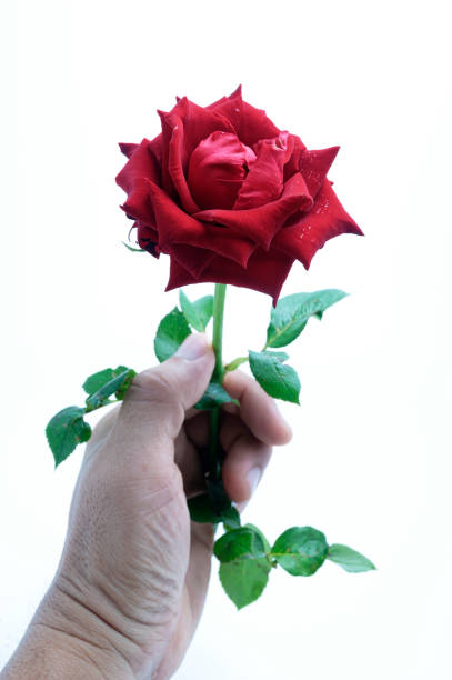 istock hand holding a red rose isolated on a white background 1492760830