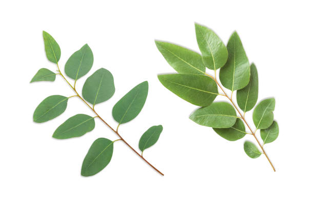 istock Branch and leaves eucalyptus on white background 1492761088